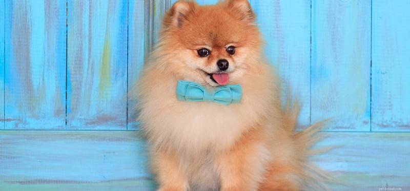 Do Dogs Experience Curiosity? Understanding Their Curious Nature