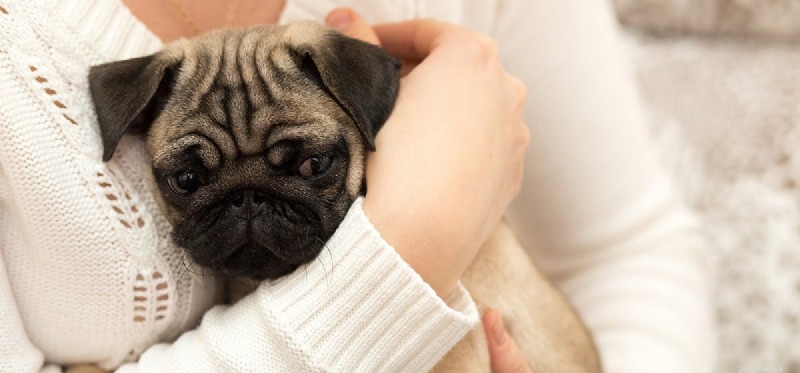 Do Dogs Experience Dejection? Exploring Their Emotional Capacity
