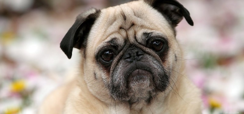 Do Dogs Experience Dejection? Exploring Their Emotional Capacity