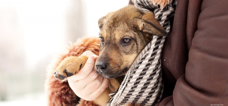 Do Dogs Experience Dejection? Exploring Their Emotional Capacity