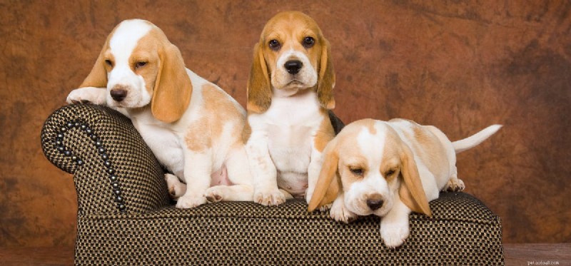 Do Dogs Experience Demotivation? Signs & Solutions