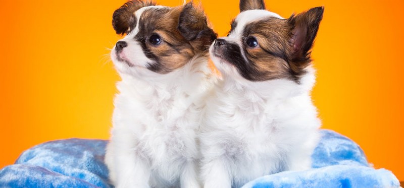 Do Dogs Experience Demotivation? Signs & Solutions
