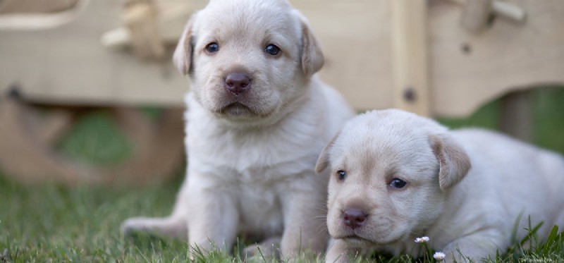 Do Dogs Experience Demotivation? Signs & Solutions