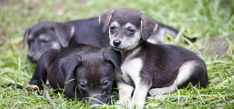 Do Dogs Experience Demotivation? Signs & Solutions