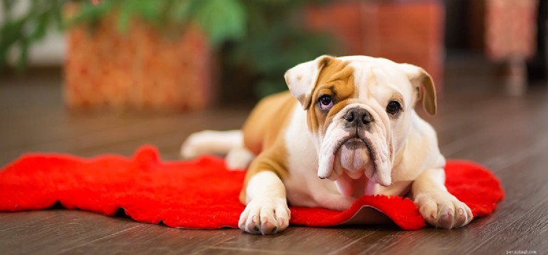 Do Dogs Experience Despair? Exploring Their Emotional World