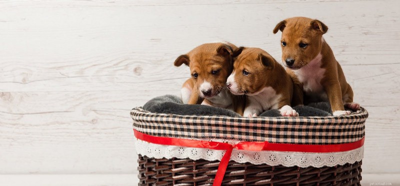 Do Dogs Experience Despair? Exploring Their Emotional World