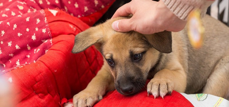 Do Dogs Experience Despair? Exploring Their Emotional World