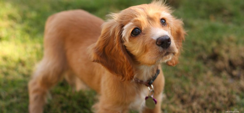 Do Dogs Experience Despair? Exploring Their Emotional World