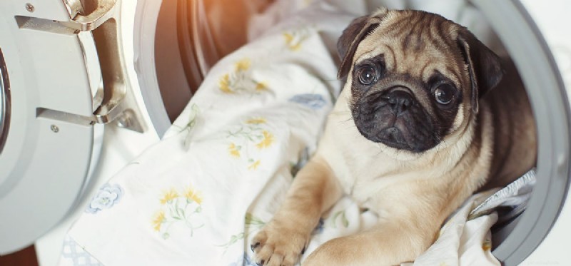 Do Dogs Feel Discouraged? Insights Into Their Emotions