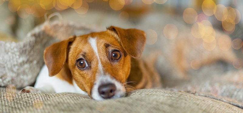 Do Dogs Feel Discouraged? Insights Into Their Emotions