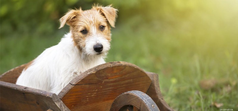 Do Dogs Experience Disgust? Understanding Canine Emotions