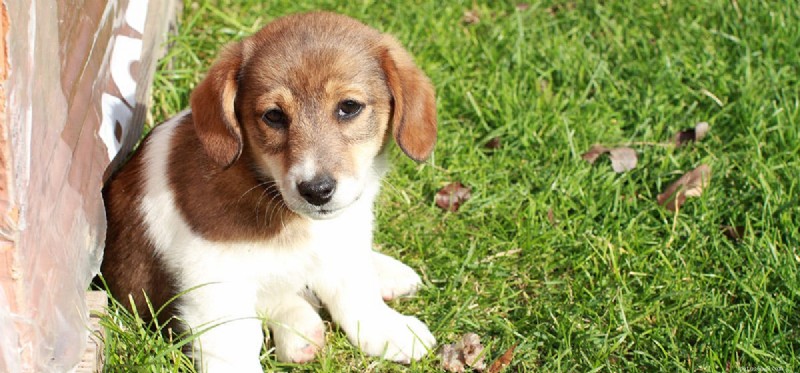 Do Dogs Experience Disgust? Understanding Canine Emotions