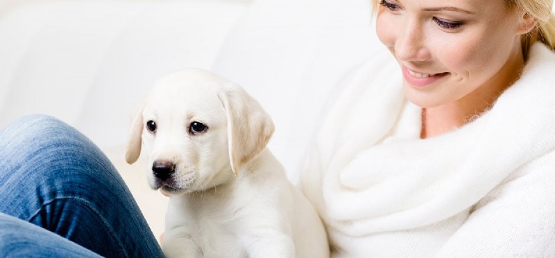 Do Dogs Experience Disgust? Understanding Canine Emotions