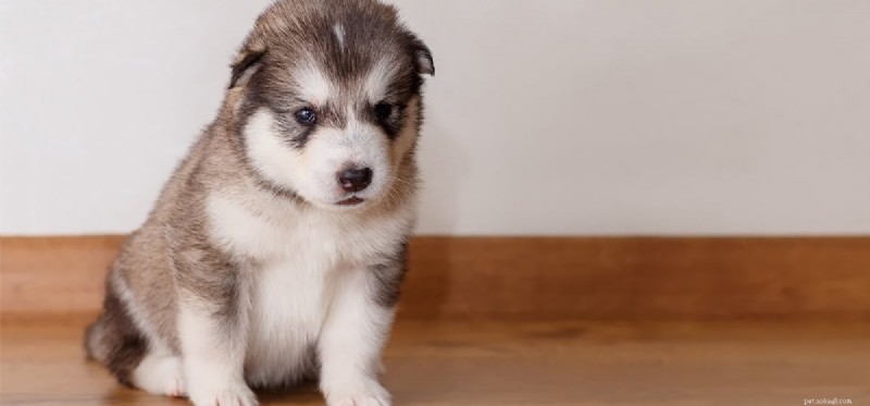 Do Dogs Experience Disgust? Understanding Canine Emotions