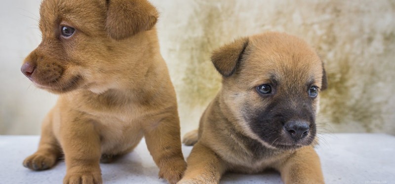 Do Dogs Experience Embarrassment? Understanding Their Self-Conscious Emotions