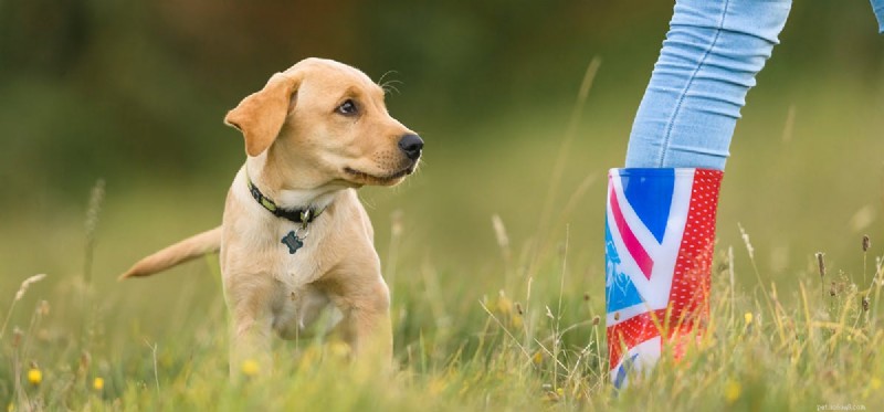 Do Dogs Experience Embarrassment? Understanding Their Self-Conscious Emotions