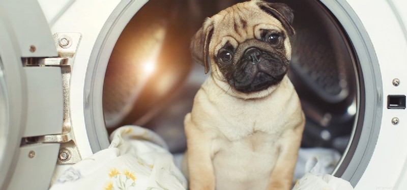 Do Dogs Experience Embarrassment? Understanding Their Self-Conscious Emotions