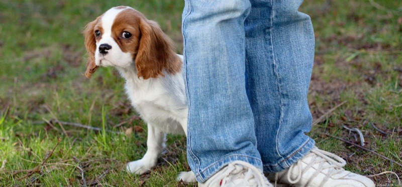 Do Dogs Experience Embarrassment? Understanding Their Self-Conscious Emotions