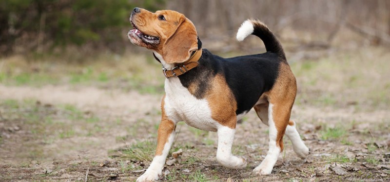 Can Dogs Truly Experience Emotions? A Scientific Look