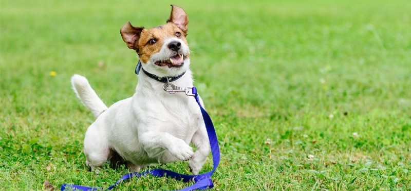 Can Dogs Truly Experience Emotions? A Scientific Look