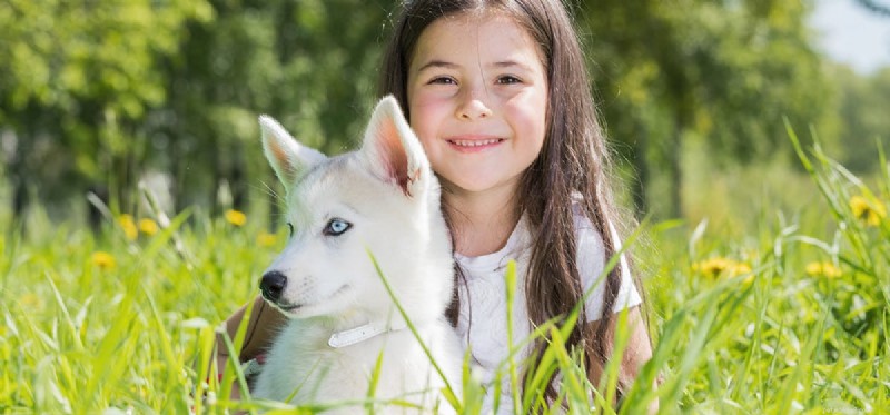 Can Dogs Truly Experience Emotions? A Scientific Look