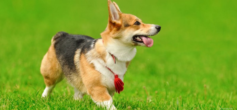 Can Dogs Truly Experience Emotions? A Scientific Look