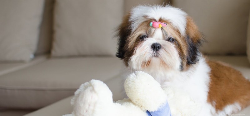 Do Dogs Truly Experience Physical Force? Understanding Canine Sensory Perception