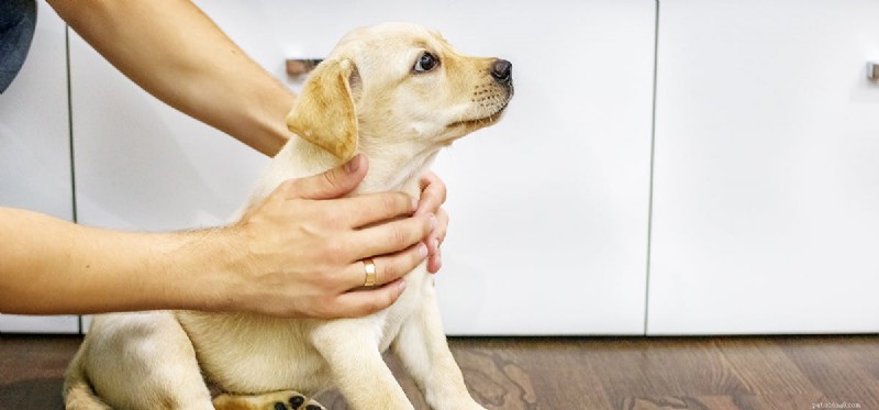 Do Dogs Truly Experience Fear? Understanding Their Emotional World