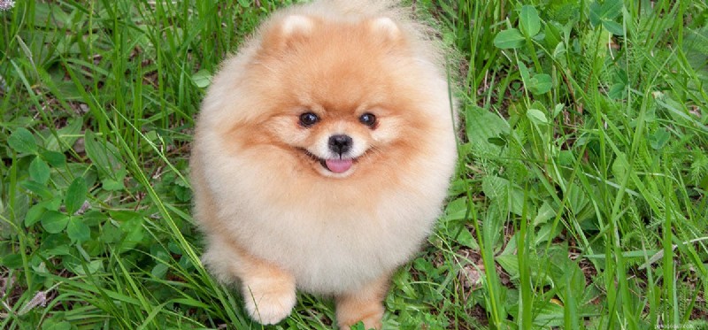 Do Dogs Truly Experience Physical Force? Understanding Canine Sensory Perception