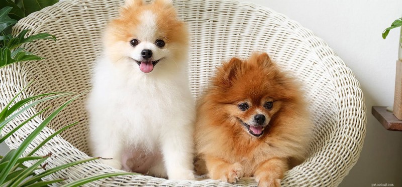 Do Dogs Truly Experience Physical Force? Understanding Canine Sensory Perception
