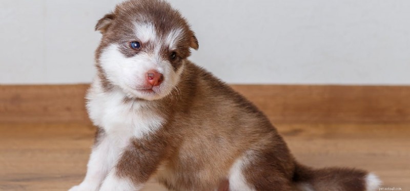 Do Dogs Truly Experience Physical Force? Understanding Canine Sensory Perception