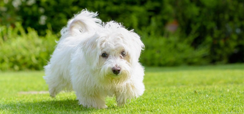 Do Dogs Experience Freedom? Understanding Their Perspective