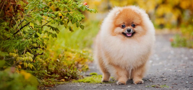 Do Dogs Experience Freedom? Understanding Their Perspective