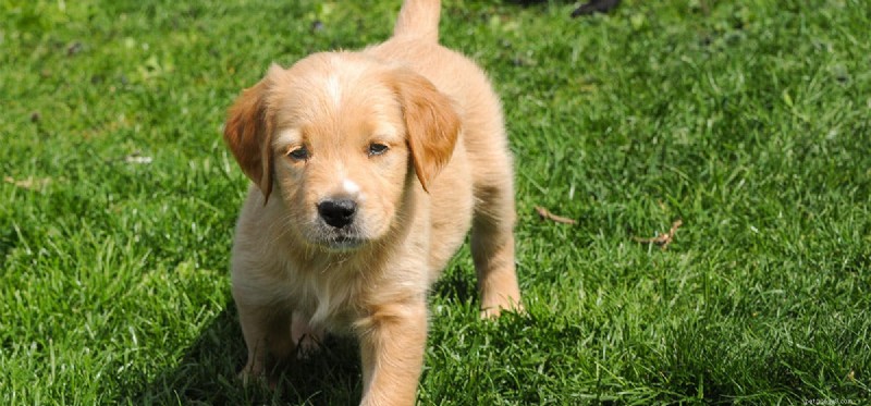 Do Dogs Experience Freedom? Understanding Their Perspective