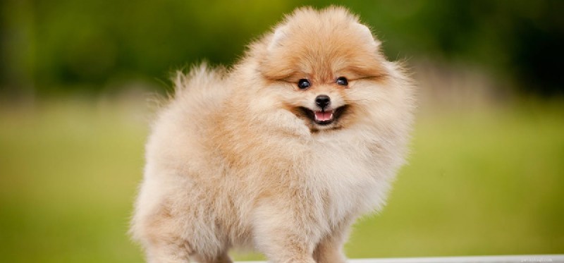 Do Dogs Experience Freedom? Understanding Their Perspective