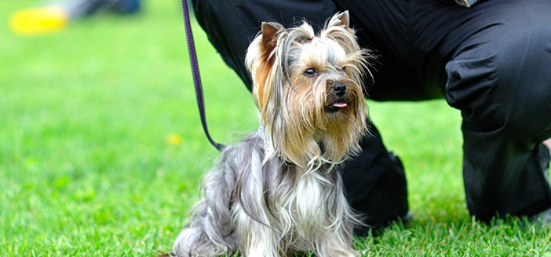 Can Dogs Experience Fury? Recognizing and Managing Their Anger