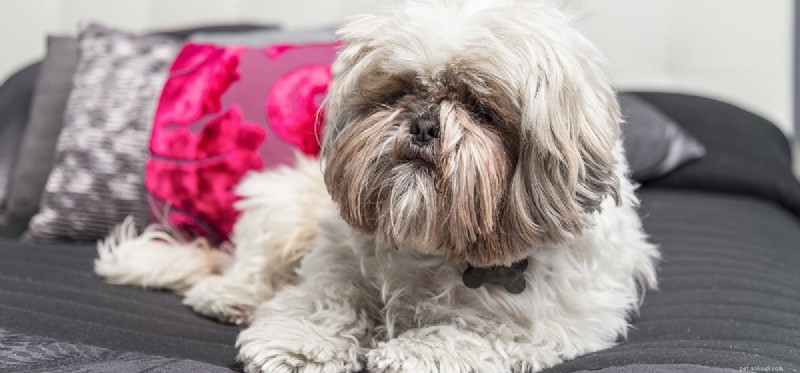 Can Facial Hair Irritate a Dog’s Eyes? Understanding Sensory Comfort