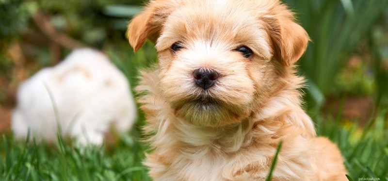 Can Facial Hair Irritate a Dog’s Eyes? Understanding Sensory Comfort