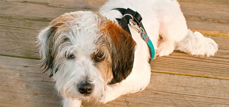 Can Facial Hair Irritate a Dog’s Eyes? Understanding Sensory Comfort