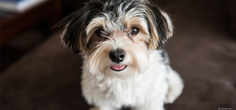 Can Facial Hair Irritate a Dog’s Eyes? Understanding Sensory Comfort