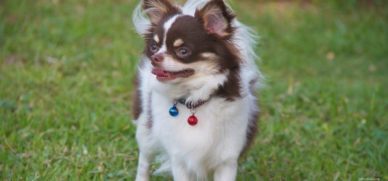Do Dogs Suffer From Heartworm Infection? Understanding Pain and Symptoms