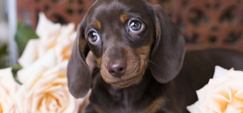 Do Dogs Suffer From Heartworm Infection? Understanding Pain and Symptoms