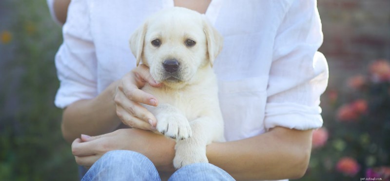 Do Dogs Suffer From Heartworm Infection? Understanding Pain and Symptoms