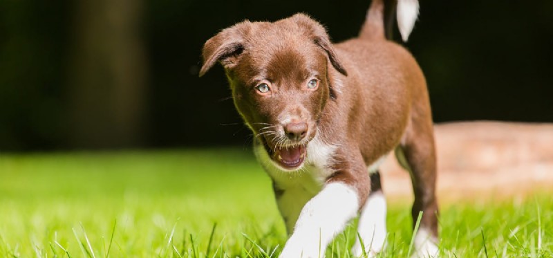 Do Dogs Suffer from Hot Surfaces? Protecting Their Paws During Summer Walks