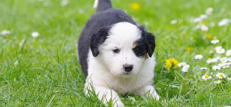 Do Dogs Suffer from Hot Surfaces? Protecting Their Paws During Summer Walks