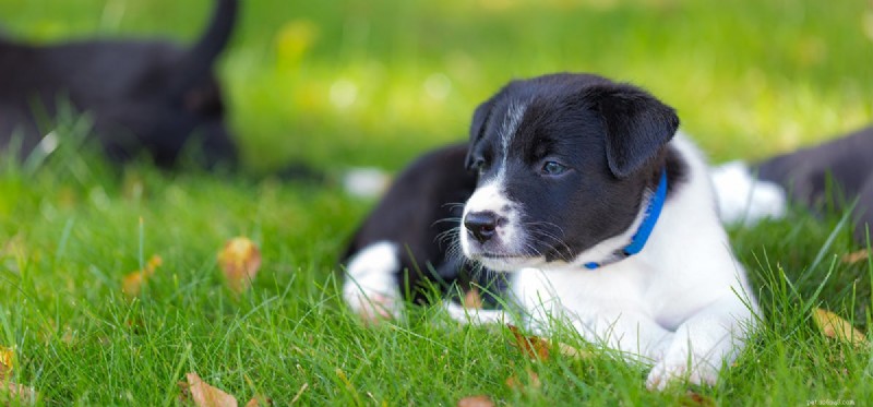 Do Dogs Suffer from Hot Surfaces? Protecting Their Paws During Summer Walks
