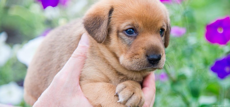 Do Dogs Suffer from Hot Surfaces? Protecting Their Paws During Summer Walks