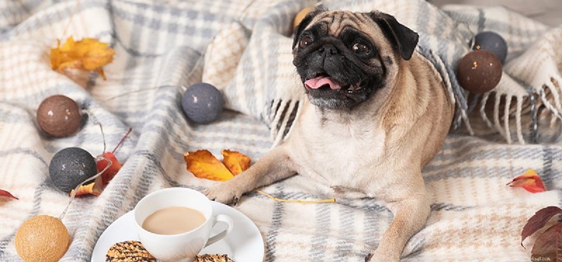 Do Dogs Perceive Temperature? Understanding How They Feel Hot and Cold
