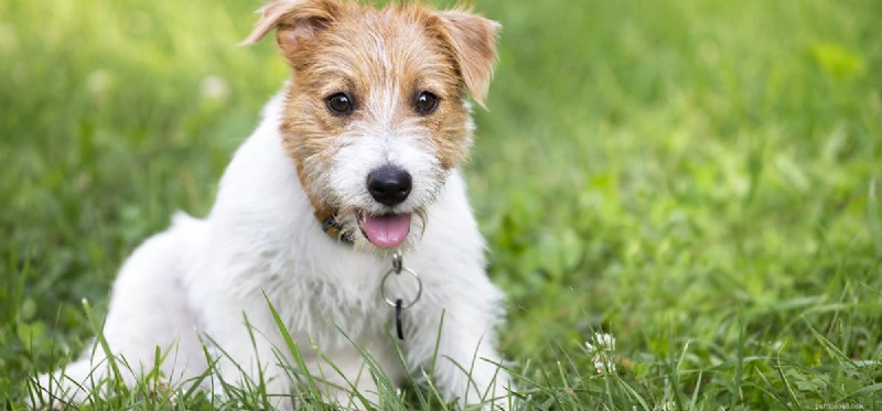 Do Dogs Perceive Temperature? Understanding How They Feel Hot and Cold