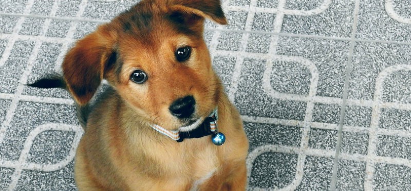 Do Dogs Truly Understand Humor? Exploring the Science Behind Their Playful Minds
